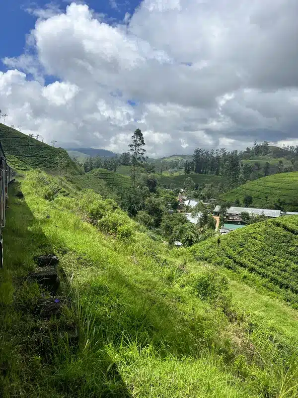 Plantations de thé au Sri Lanka